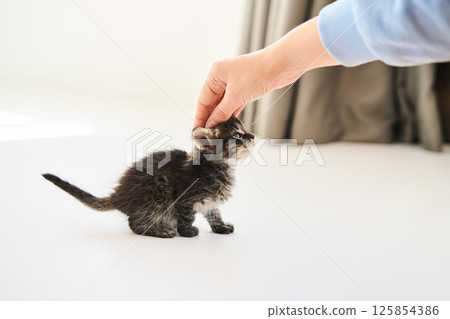 Woman petting cute little kitten. Care concept Woman petting cute little kitten. Care concept 125854386