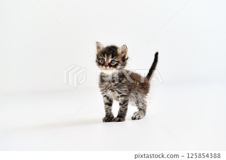Cute tabby kitten standing on white background Cute tabby kitten standing on white background 125854388