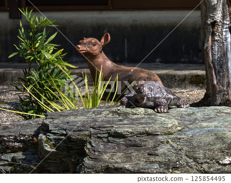立木神社神鹿 125854495