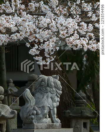 立木神社：櫻花與獅子狗 125854496