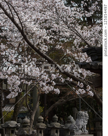立木神社：櫻花與獅子狗 125854497
