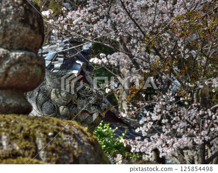 立木神社：櫻花與獅子狗 125854498