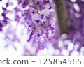 A landscape with wisteria's flowers 125854565
