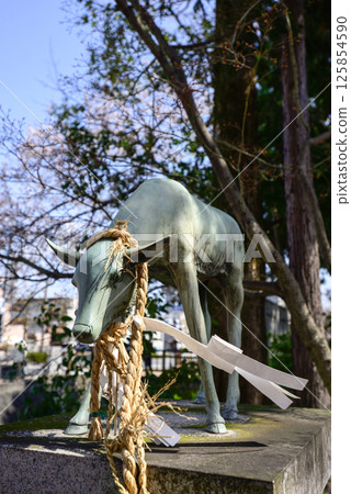 Tachiki Shrine Sacred Deer 125854590