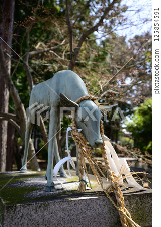 Tachiki Shrine Sacred Deer Tachiki Shrine Sacred Deer 125854591