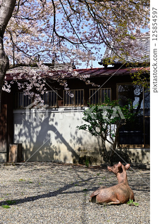 Tachiki Shrine Sacred Deer 125854597
