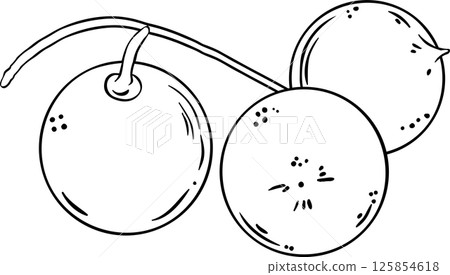 Macadamia Nuts Colored Detailed Illustration. Macadamia Nuts Colored Detailed Illustration. 125854618