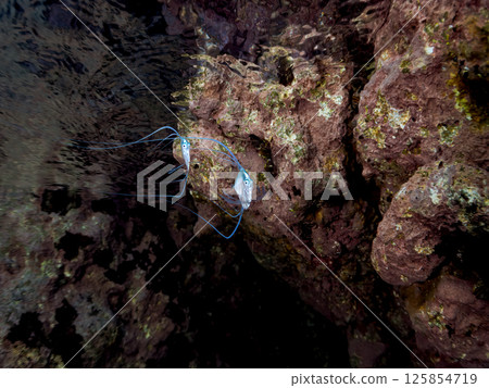 一隻美麗的幼年年長鰭鯽（Carassius auratus）在淺水中游動的部分水面照片。靜岡縣 伊豆半島 南伊豆町 廣座浜 中木 125854719