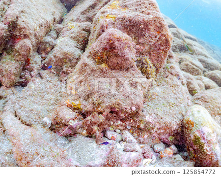 A giant frogfish hunts by waving its esca to attract fish. Nakagi Hirizo Beach, Minamiizu Town, Kamo District, Izu Peninsula A giant frogfish hunts by waving its esca to attract fish. Nakagi Hirizo Beach, Minamiizu Town, Kamo District, Izu Peninsula 125854772