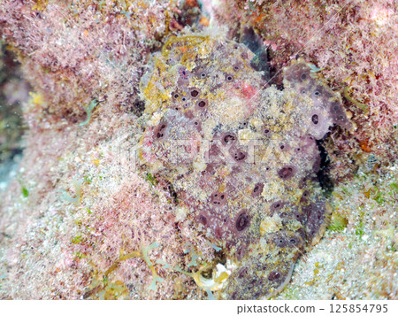 A giant frogfish hunts by waving its esca to attract fish. Nakagi Hirizo Beach, Minamiizu Town, Kamo District, Izu Peninsula A giant frogfish hunts by waving its esca to attract fish. Nakagi Hirizo Beach, Minamiizu Town, Kamo District, Izu Peninsula 125854795