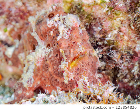 A giant frogfish hunts by waving its esca to attract fish. Nakagi Hirizo Beach, Minamiizu Town, Kamo District, Izu Peninsula 125854826