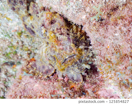 A giant frogfish hunts by waving its esca to attract fish. Nakagi Hirizo Beach, Minamiizu Town, Kamo District, Izu Peninsula 125854827