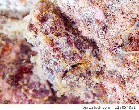 A giant frogfish hunts by waving its esca to attract fish. Nakagi Hirizo Beach, Minamiizu Town, Kamo District, Izu Peninsula A giant frogfish hunts by waving its esca to attract fish. Nakagi Hirizo Beach, Minamiizu Town, Kamo District, Izu Peninsula 125854831