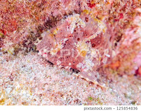 一種巨大的安康魚，透過揮動角來吸引和捕食魚類。 伊豆半島加茂郡南伊豆町中木広濱 125854836