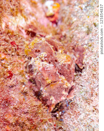 一種巨大的安康魚，透過揮動角來吸引和捕食魚類。 伊豆半島加茂郡南伊豆町中木広濱 125854837