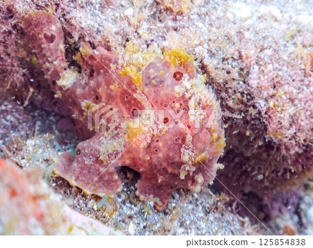 一種巨大的安康魚，透過揮動角來吸引和捕食魚類。 伊豆半島加茂郡南伊豆町中木広濱 125854838