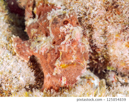 A giant frogfish hunts by waving its esca to attract fish. Nakagi Hirizo Beach, Minamiizu Town, Kamo District, Izu Peninsula A giant frogfish hunts by waving its esca to attract fish. Nakagi Hirizo Beach, Minamiizu Town, Kamo District, Izu Peninsula 125854839