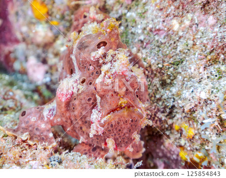 A giant frogfish hunts by waving its esca to attract fish. Nakagi Hirizo Beach, Minamiizu Town, Kamo District, Izu Peninsula 125854843