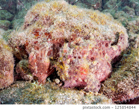 A giant frogfish hunts by waving its esca to attract fish. Nakagi Hirizo Beach, Minamiizu Town, Kamo District, Izu Peninsula 125854844