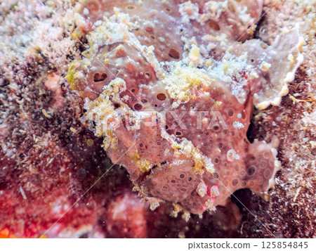A giant frogfish hunts by waving its esca to attract fish. Nakagi Hirizo Beach, Minamiizu Town, Kamo District, Izu Peninsula 125854845