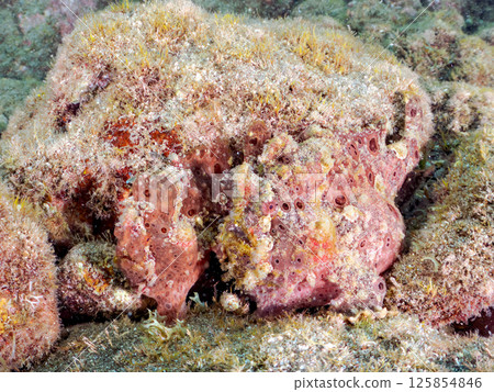 A giant frogfish hunts by waving its esca to attract fish. Nakagi Hirizo Beach, Minamiizu Town, Kamo District, Izu Peninsula 125854846
