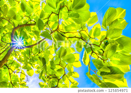 日本橫濱城市景觀。一線希望…白玉蘭樹的鮮綠。生態、高貴、愛大自然的形象… 125854971