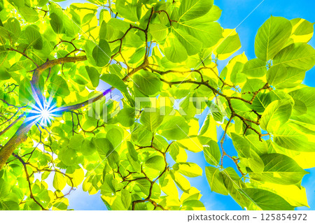 日本橫濱城市景觀。一線希望…白玉蘭樹的鮮綠。生態、高貴、愛大自然的形象… 125854972