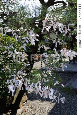 立木神社占卜 125855111