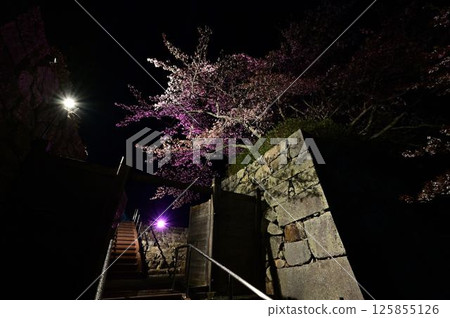夜晚的櫻花被燈光照亮 夜晚的櫻花被燈光照亮 125855126