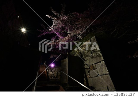 Illuminated cherry blossoms at night Illuminated cherry blossoms at night 125855127