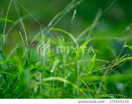 Fresh nature Close up Grass leaf with water dew drop after rain. Fresh nature Close up Grass leaf with water dew drop after rain. 125855220