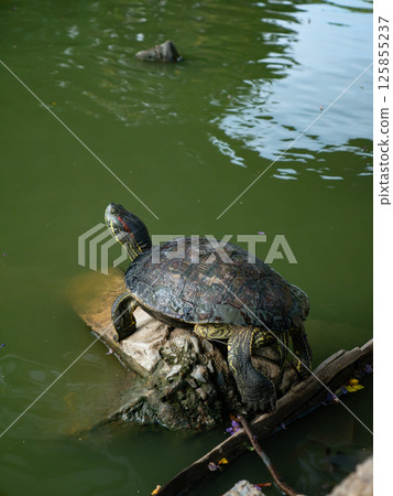 Domestic turtle Red-eared Pond slider, Common slider in nature. Domestic turtle Red-eared Pond slider, Common slider in nature. 125855237