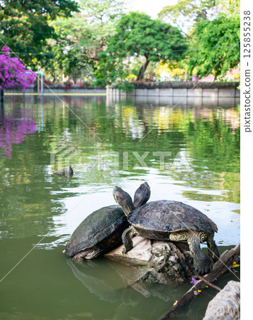Domestic turtle Red-eared Pond slider, Common slider in nature. 125855238