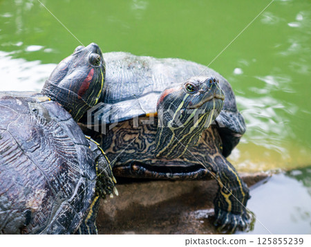 Domestic turtle Red-eared Pond slider, Common slider in nature. Domestic turtle Red-eared Pond slider, Common slider in nature. 125855239