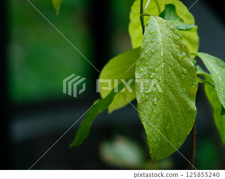 Fresh nature Close up Green leaf with water dew drop after rain. 125855240
