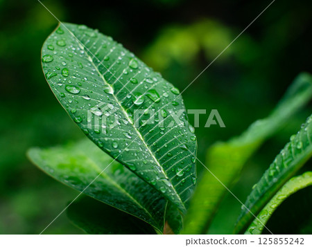 Fresh nature Close up Green leaf with water dew drop after rain. Fresh nature Close up Green leaf with water dew drop after rain. 125855242