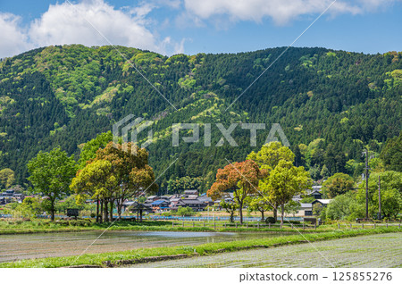 Fresh green trees along Lake Yogo, Yogo Town, Nagahama City, Shiga Prefecture 125855276