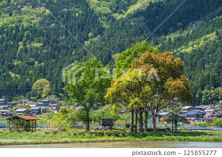 Fresh green trees along Lake Yogo, Yogo Town, Nagahama City, Shiga Prefecture 125855277