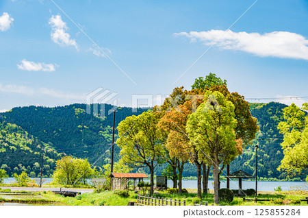 滋賀縣長濱市餘鄉町餘鄉湖畔，綠樹成蔭 125855284