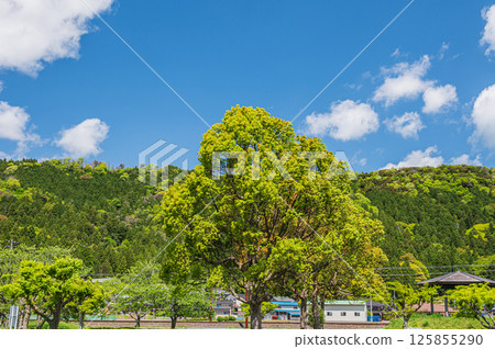 滋賀縣長濱市與五町與五湖沿岸的新綠樹木及山脈 125855290