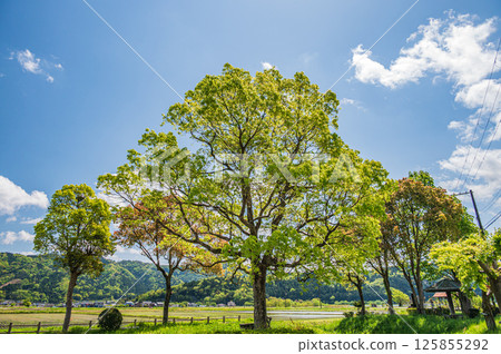 滋賀縣長濱市餘鄉町餘鄉湖畔,綠樹成蔭 滋賀縣長濱市餘鄉町餘鄉湖畔,綠樹成蔭 125855292