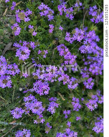 紫色小花 125855293