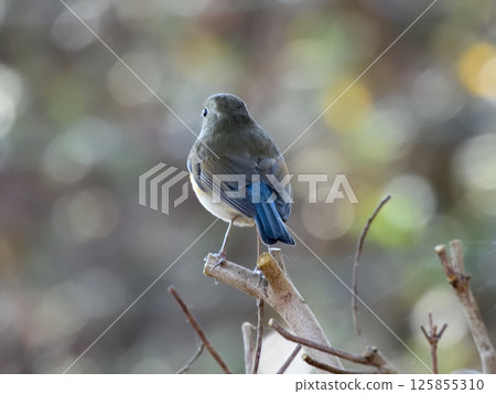 王子丘公園:藍白霸鶲(雌性) 王子丘公園:藍白霸鶲(雌性) 125855310