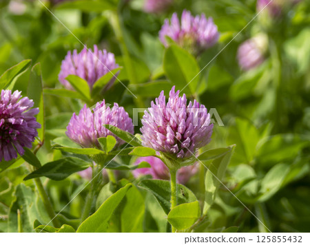 河床上盛開的紫三葉草 125855432