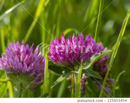 Purple clover blooming on the riverbed Purple clover blooming on the riverbed 125855434