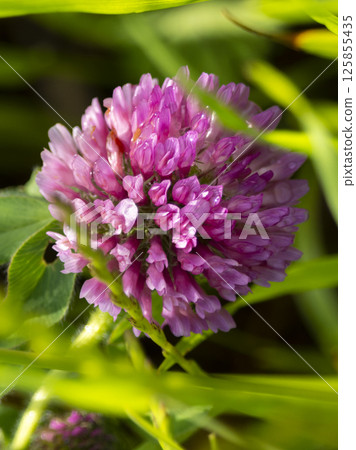 Purple clover blooming on the riverbed Purple clover blooming on the riverbed 125855435