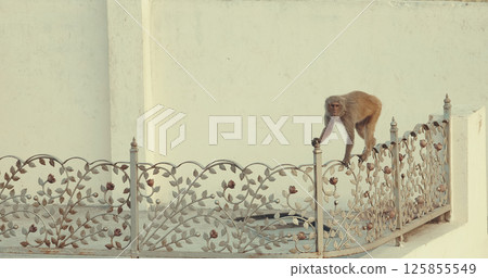 Agra, Uttar Pradesh, India. Monkey Climbs Stairs And Railings. Animal Life In Urban Environment. Animals Live Next To People. Bonnet Macaque - Macaca Radiata Or Zati. Indian Fauna. Animal Life In City 125855549
