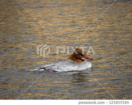 普通秋沙鴨（雌性） 125855584