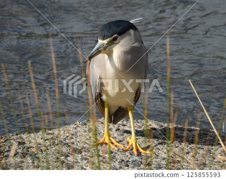 夜鷺（Goisagi） 125855593