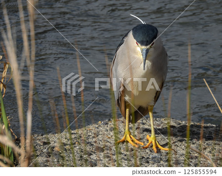 夜鷺（Goisagi） 125855594